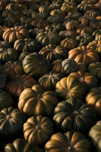 Kaboompics - Dark Green Heirloom Pumpkins with Golden Highlights