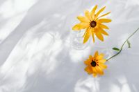 Kaboompics - Overhead Yellow Flowers and Glass Vase in Sunlit Drapery