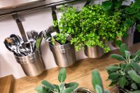 Kaboompics - Sage Herbs beside Utensil Holders on a Kitchen Countertop