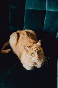 Kaboompics - Ginger Cat Crouching on a Teal Chair and Looking Up