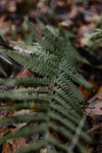 Kaboompics - Fern in the forest