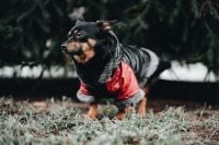 Kaboompics - Small dog with warm jacket