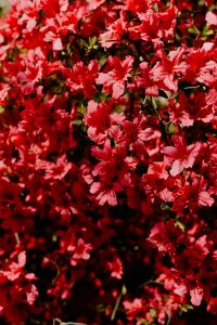Kaboompics - Scattered Red Blossoms Among Fresh Green Leaves