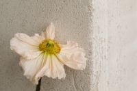 Kaboompics - Minimal Floral Composition on Draped White Fabric
