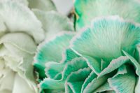 Kaboompics - Colorful carnations flowers - Dianthus caryophyllus