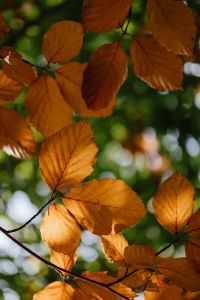 Kaboompics - Close-Up of Orange Leaves With Seasonal Color Contrast