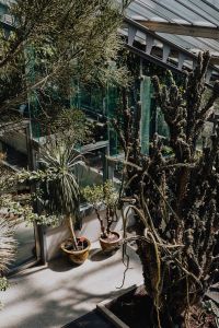 Kaboompics - Cacti, Succulents, and Tropical Plants in the Palm House