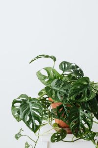 Kaboompics - Monstera Adansonii Indoor Plant With Cutout Leaves