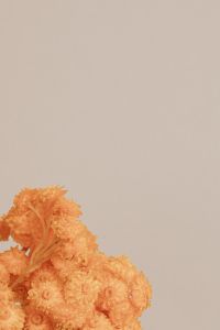Kaboompics - Orange dry flowers