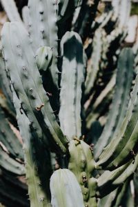 Kaboompics - Ribbed Columnar Cacti in a Glasshouse Close-Up