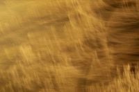 Kaboompics - Warm Golden Motion Blur Streaks, Soft Horizontal Background for Design and Branding