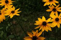 Kaboompics - Yellow Black Eyed Susan Flowers Framing Dark Green Copy Space