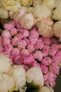 Kaboompics - Pink and Ivory Peonies Close Up, Soft Floral Background