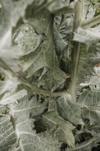 Kaboompics - Macro View of Textured Thistle Foliage