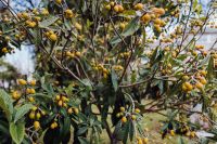 Kaboompics - Yellow Mirabelle Plum Tree Branches Loaded with Fruit and Green Leaves, Orchard Close-Up