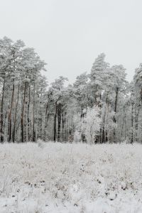 Kaboompics - Frosted Pine Trees Across A Quiet Winter Clearing