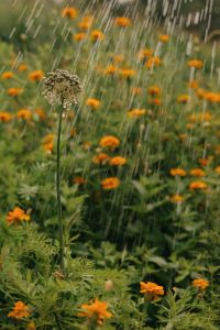 Kaboompics - Rain Falling Over Garden Flowers