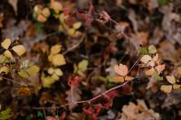 Kaboompics - Forest fruit - autumn leaves