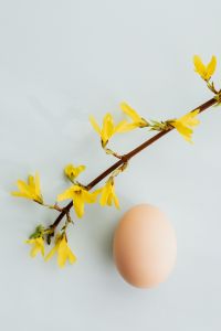 Kaboompics - Easter Eggs & Forsythia