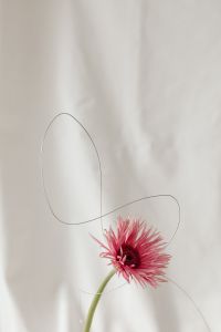 Kaboompics - Abstract Flower Arrangement with White Fabric Folds