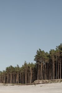 Kaboompics - Sandy Dune Backed by a Coastal Pine Forest