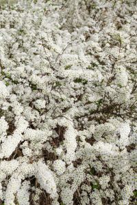 Kaboompics - Dense White Flowering Tree Branches