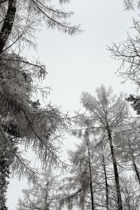 Kaboompics - Bare Frosted Branches Reaching Into Winter Sky