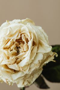Kaboompics - Close-Up Dried White Rose Petals