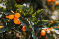 Kaboompics - Close Up of Kumquat Fruit Among Glossy Green Leaves