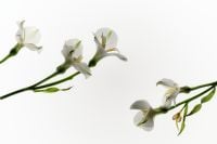 Kaboompics - White Flowers on a Bright Background with Copy Space