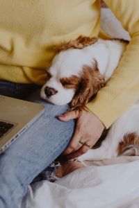 A woman in a yellow sweater with a sweet dog uses a laptop