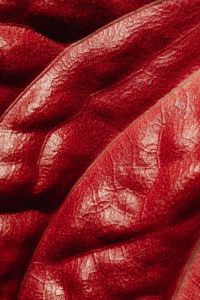 Kaboompics - Close-Up of a Deep Red Leaf with Glossy Folds and Prominent Veins