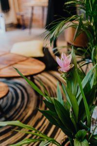 Kaboompics - Details of modern interior with green plants