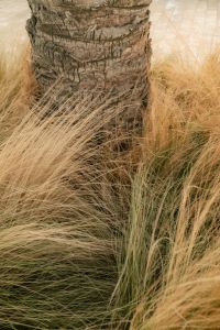 Kaboompics - Palm Trunk in Golden Ornamental Grass