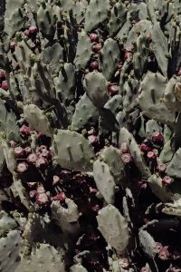 Kaboompics - Prickly Pear Cactus Texture with Red Fruits