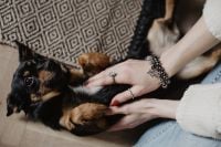 Kaboompics - Petting the little cute dog
