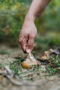 Kaboompics - Hand Pulling a Brown Onion from a Backyard Garden