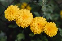 Kaboompics - Selective-Focus Chrysanthemum Flowers Against Greenery