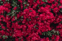 Kaboompics - Red flowers of bougainvillea tree, Portugal