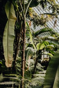 Kaboompics - Layered Tropical Leaves in a Lush Glasshouse