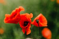 Kaboompics - A field of Red Poppies