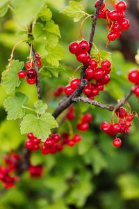 Kaboompics - Currant