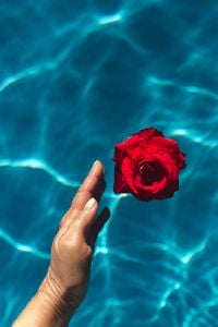 Kaboompics - Hand & fresh garden rose on the blue water of a swimming pool
