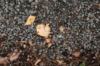 Kaboompics - Fallen Leaves Scattered Across Dark Forest Gravel