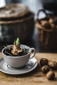 Kaboompics - Little seedling in a cup with walnuts on a wooden board