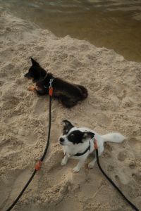 Kaboompics - Two Small Leashed Dogs at the Water’s Edge on Sandy Beach