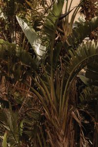 Kaboompics - Layered Tropical Leaves and Palm Stems