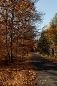 Kaboompics - Leaf Covered Road Through a Quiet Autumn Woodland