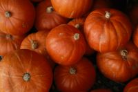 Kaboompics - Tightly Packed Orange Pumpkins with Natural Surface Marks