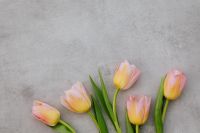 Kaboompics - Tulip Buds Rising from the Bottom of a Gray Plaster Background for Spring Design